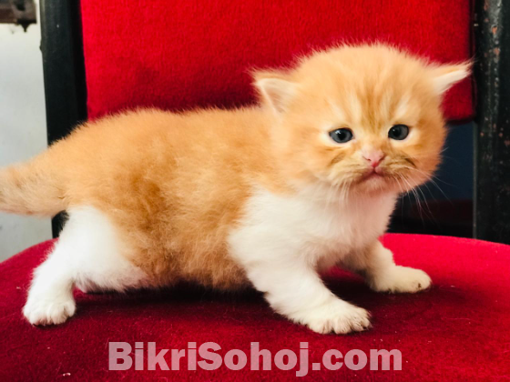 Persian Cat (Exotic Bloodline)